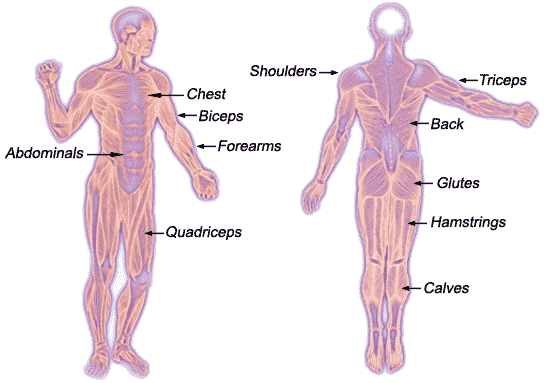 Muscular System with Muscle Groups Identified