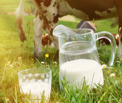 Photo of Milk in glass with cows in background
