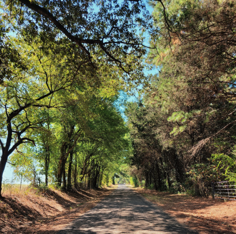 image of country road with trees shading it