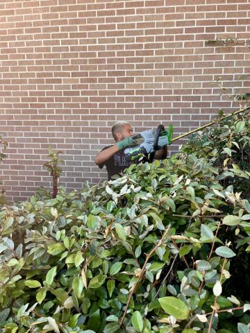 trimming bushes