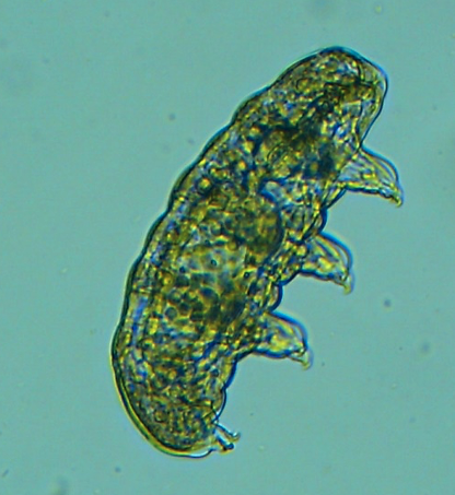 Tardigrade