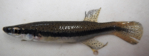 fish being researched