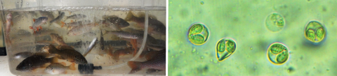 fish research