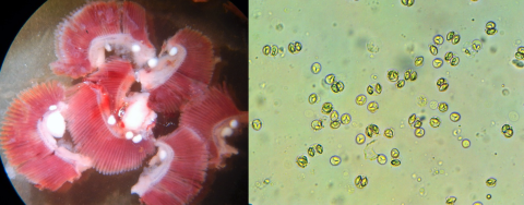 microscope samples