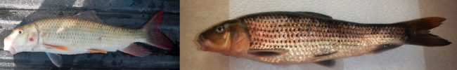 fish studied on research trip