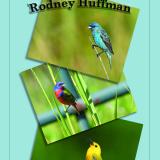 huffman bird photos