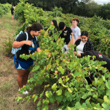students picking muscadines