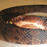 snake