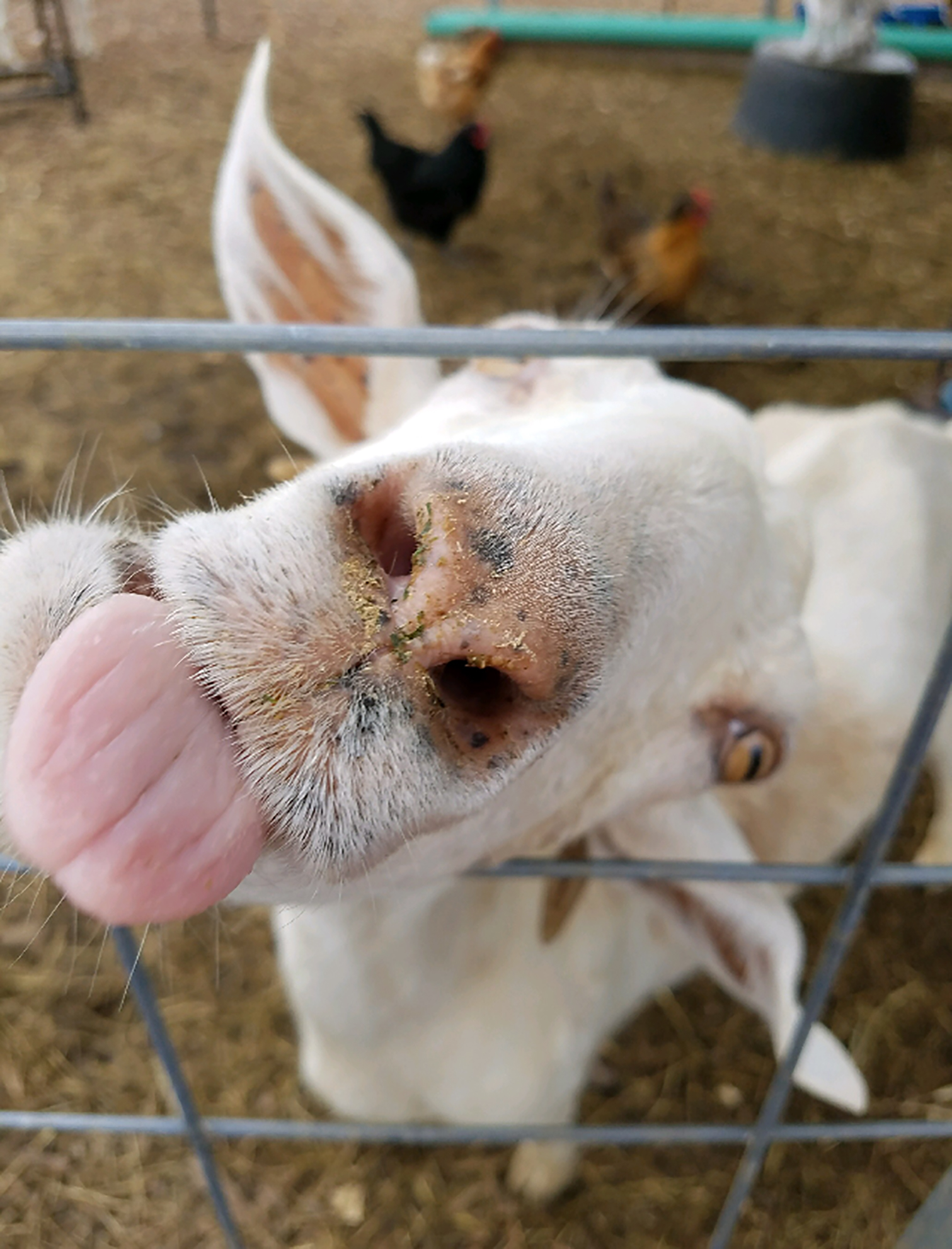 NTCC /uploads/2018/03/farm-goat.jpg